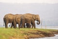 Elephant family Royalty Free Stock Photo