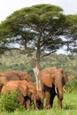 Elephant family
