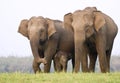 Elephant family Royalty Free Stock Photo