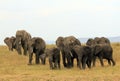 Elephant Family Royalty Free Stock Photo