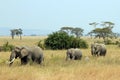 Elephant Family Royalty Free Stock Photo
