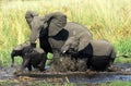 Elephant family Royalty Free Stock Photo