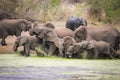 Elephant pride drinking at the edge of a dam Kruger Park South Africa Royalty Free Stock Photo