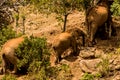 Elephant family in Africa wild nature life