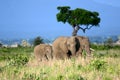 Elephant Family on the African Plains