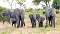 Elephant family, elephant babies protectet by adult elephants. Baby elephant sucks milk from mother, Botswana