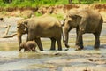 Elephant family with a baby cross river in Pinnawala, Sri Lanka. Royalty Free Stock Photo