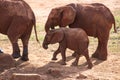 Elephant family in a landscape of Africa, Kenya, Tsavo National Park. Animals at the waterhole. Safari, game drive, savanna Royalty Free Stock Photo