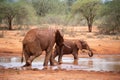 Elephant family in a landscape of Africa, Kenya, Tsavo National Park. Animals at the waterhole. Safari, game drive, savanna Royalty Free Stock Photo