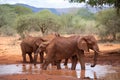 Elephant family in a landscape of Africa, Kenya, Tsavo National Park. Animals at the waterhole. Safari, game drive, savanna Royalty Free Stock Photo