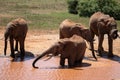 Elephant family in a landscape of Africa, Kenya, Tsavo National Park. Animals at the waterhole. Safari, game drive, savanna Royalty Free Stock Photo