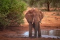 Elephant family in a landscape of Africa, Kenya, Tsavo National Park. Animals at the waterhole. Safari, game drive, savanna Royalty Free Stock Photo