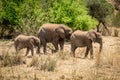 Elephant family with calf in Tarangire National Park safari, Tanzania Royalty Free Stock Photo