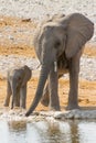 Elephant family with calf at waterhole