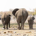 Elephant family with calf at waterhole Royalty Free Stock Photo