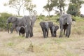 Elephant family, elephant babies protectet by adult elephants