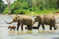 Elephant family cross river in Pinnawala, Sri Lanka. Royalty Free Stock Photo