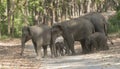 Elephant Family crossing the main road Royalty Free Stock Photo