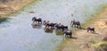 Elephant family crossing water in the Okavango delta Botswana