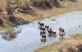 Elephant family crossing water in the Okavango delta Botswana