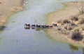 Elephant family crossing water in the Okavango delta Botswana