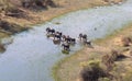 Elephant family crossing water in the Okavango delta Botswana