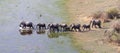 Elephant family crossing water in the Okavango delta Botswana