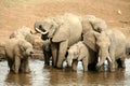 Elephant family drinking