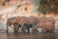 Elephant herd standing in water drinking with rocky river bank in the background in Chobe River Botswana Royalty Free Stock Photo