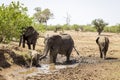 Elephant family, drinking from muddy waterhole in Botswana, Africa Royalty Free Stock Photo