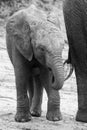 Elephant family drinking water to quench their thirst on very ho Royalty Free Stock Photo