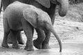 Elephant family drinking water to quench their thirst on very ho Royalty Free Stock Photo