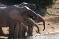 Elephant family drinking water at waterhole Royalty Free Stock Photo