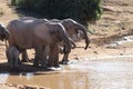 Elephant family drinking at waterhole