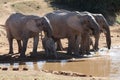 Elephant family drinking at waterhole Royalty Free Stock Photo