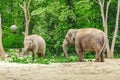 Elephant family eating grass and tree branches Royalty Free Stock Photo