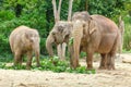 Elephant family eating grass and tree branches Royalty Free Stock Photo