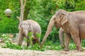 family eating grass and tree branches at feeding time in Zoo Royalty Free Stock Photo