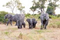 Elephant family, elephant babies protectet by adult elephants, Botswana