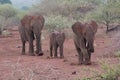 Elephant Family