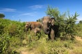 Elephant family Elephas maximus, in Udawalawe national park Royalty Free Stock Photo