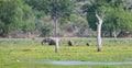 Elephant family feeding in the floating vegetation on the lake at Yala national park, a mother elephant and two baby elephants Royalty Free Stock Photo