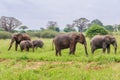 Elephant family of five in Tarangire Park, Tanzania Royalty Free Stock Photo