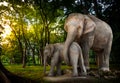 Elephant family in forest Royalty Free Stock Photo