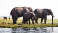 Elephant Family grazing by the river