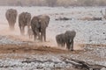 Elephant family group marching through desert