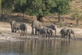 Elephant family having a cool drink