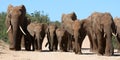 Elephant Family Herd Royalty Free Stock Photo