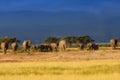 Elephant family just before the rain