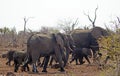 Elephant family, Kruger National Park, South Africa Royalty Free Stock Photo